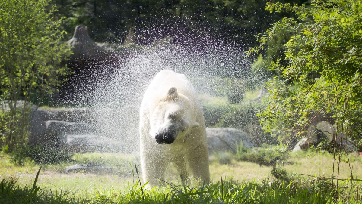 Beyond the Guidebook North Carolina Zoo in Asheboro